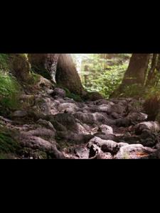 重生之璀璨人生(爱吃香蕉豆腐的鸿均)阅读