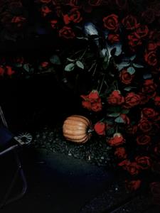 弯刀划过红玫瑰后续+番外