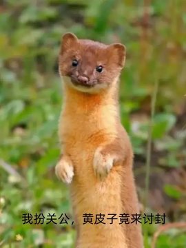 乔城朱长风关域小说